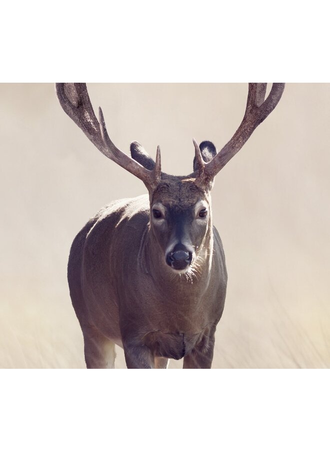 Good Morning Dekbedovertrek Namica Zand - Katoen