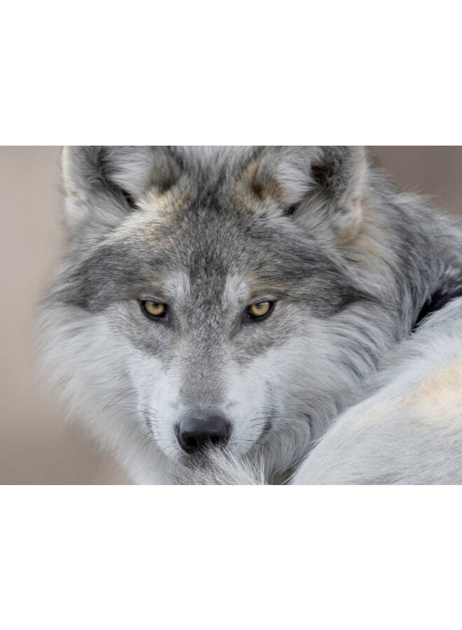 Pure Dekbedovertrek Wolf Taupe - Microvezel