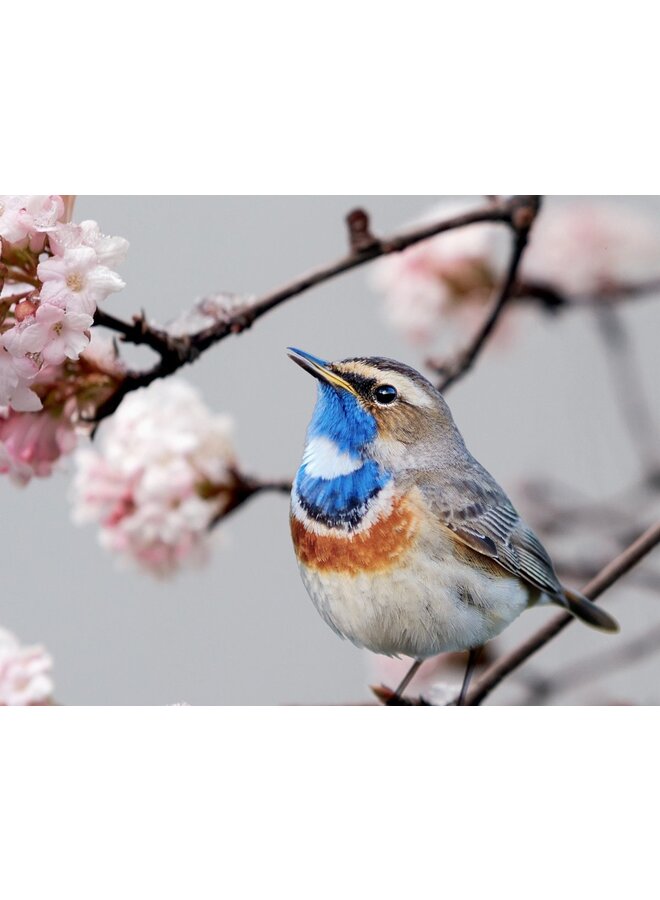 Pure Dekbedovertrek Yule Grijs - Microvezel