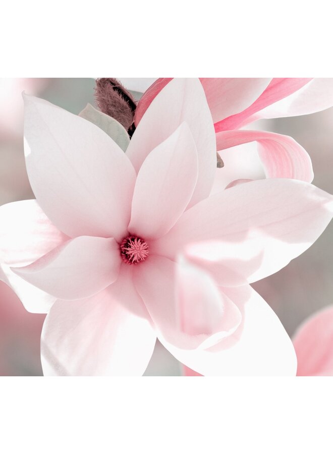 Pure Dekbedovertrek Magna Roze - Microvezel