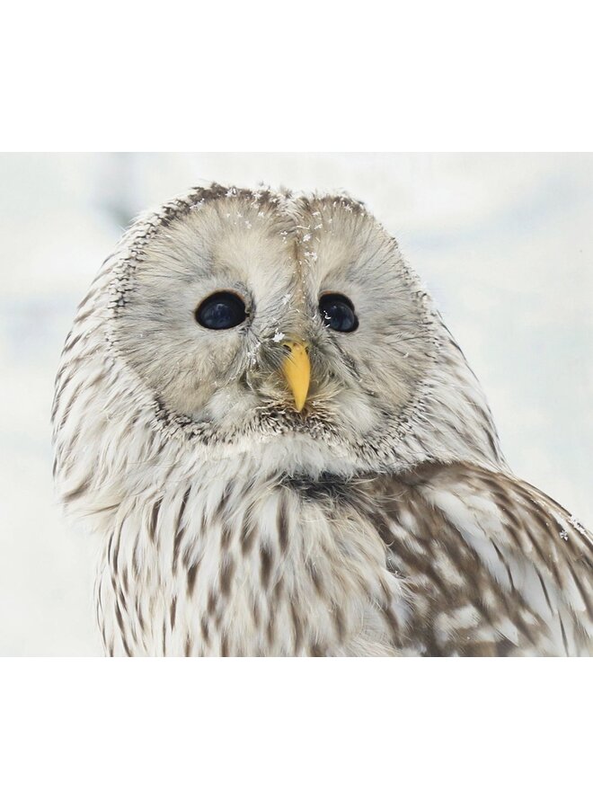 Pure Dekbedovertrek Silence Creme - Microvezel