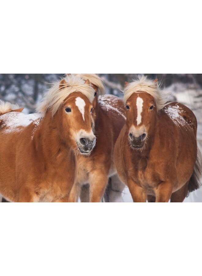 Good Morning Dekbedovertrek Kids Happy Horses Multi - Flanel