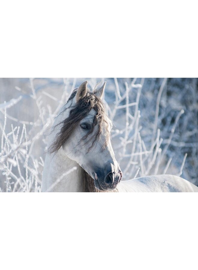 Good Morning Dekbedovertrek Kids White Horse Multi - Flanel