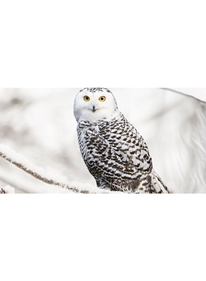 Good Morning Dekbedovertrek Snowy Owl Wit - Flanel