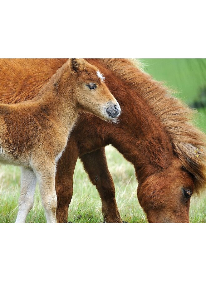 Good Morning Dekbedovertrek Kids Regine Multi - Katoen