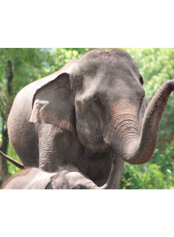 Good Morning Dekbedovertrek Kids Elephants Groen - Katoen