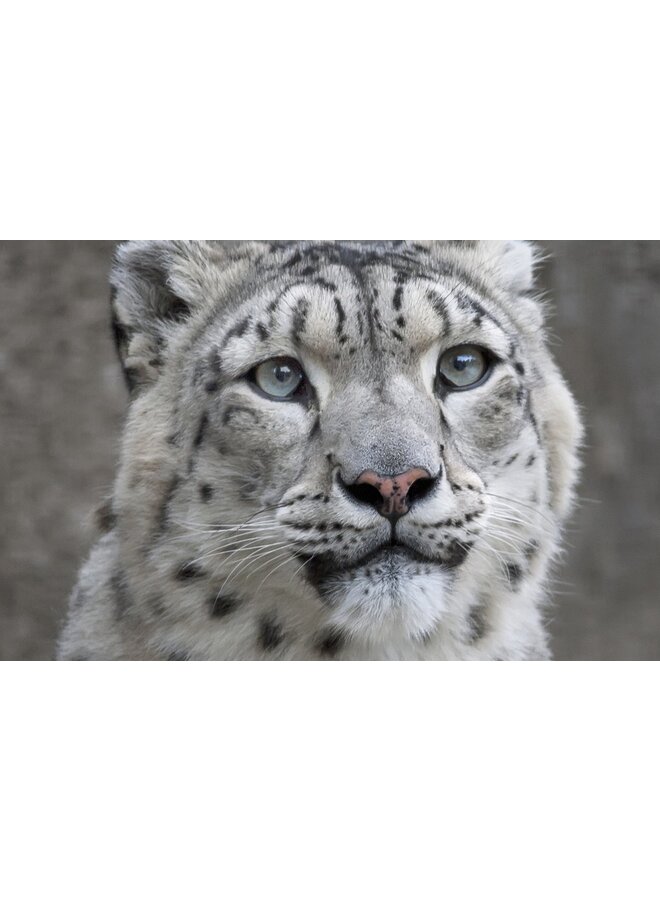 Good Morning Dekbedovertrek Chief Grijs - Flanel