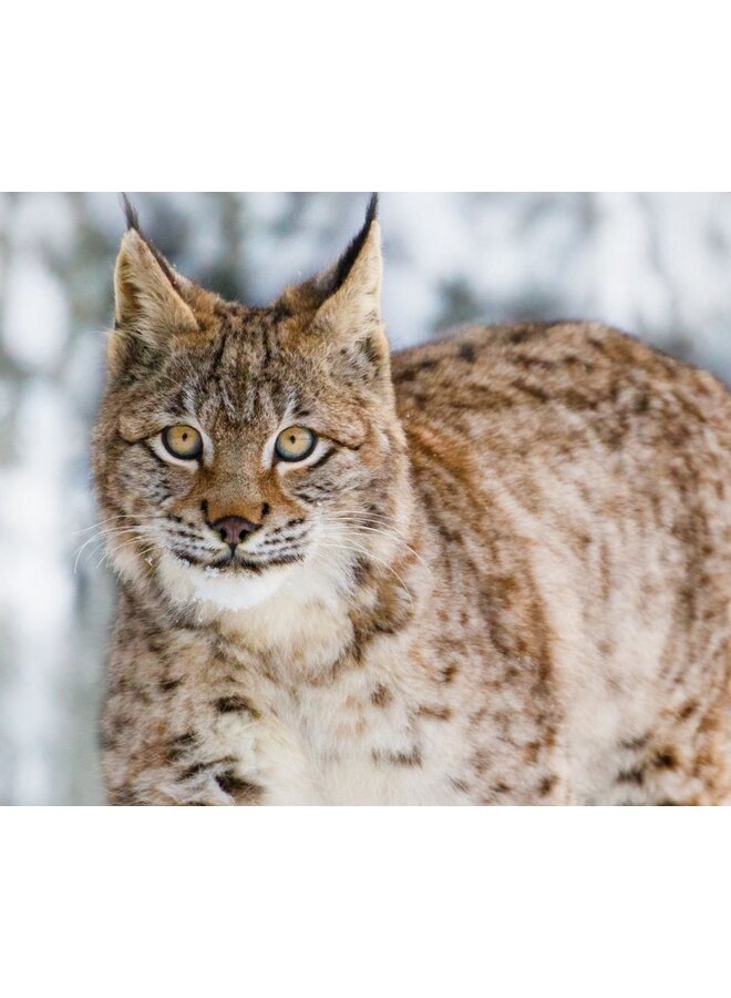 Good Morning Dekbedovertrek Lynx Grijs - Flanel