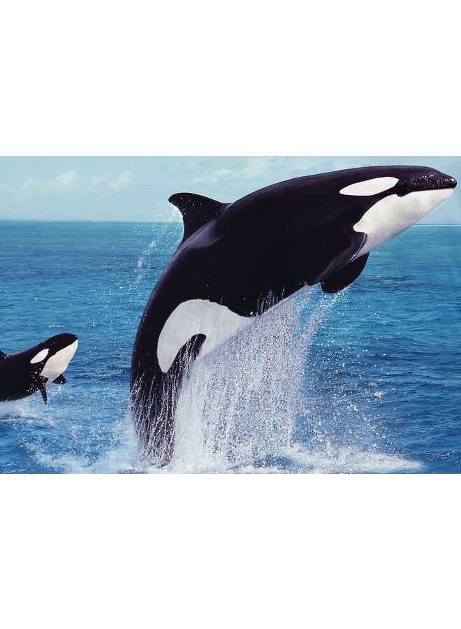 Pure Dekbedovertrek Orca Blauw - Microvezel