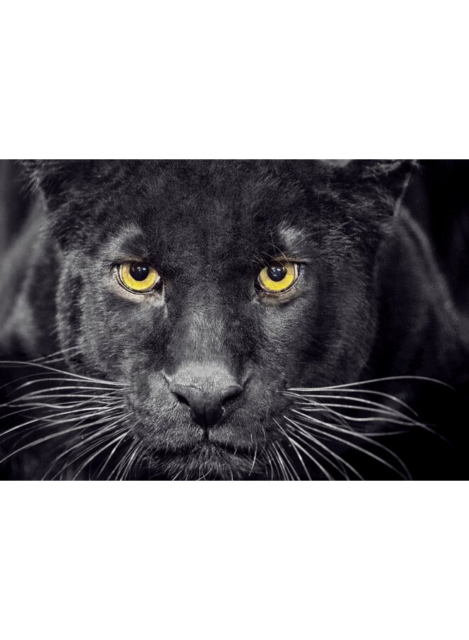 Pure Dekbedovertrek Panter Zwart - Microvezel