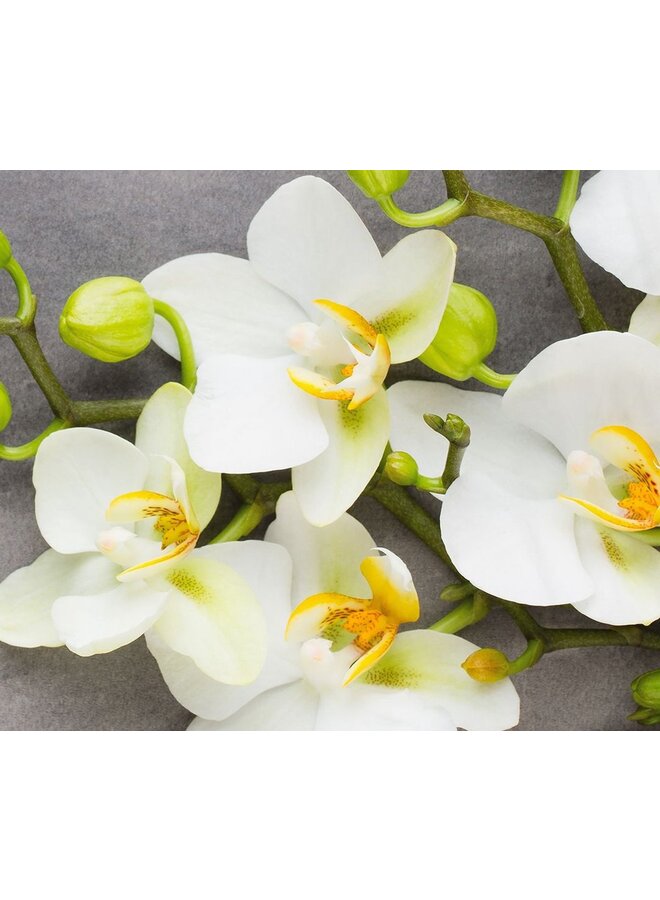 Pure Dekbedovertrek Sri Grijs - Microvezel