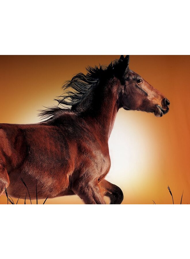 Pure Dekbedovertrek Freedom Bruin - Microvezel