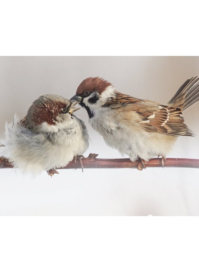 Good Morning Dekbedovertrek Nice Multi - Katoen