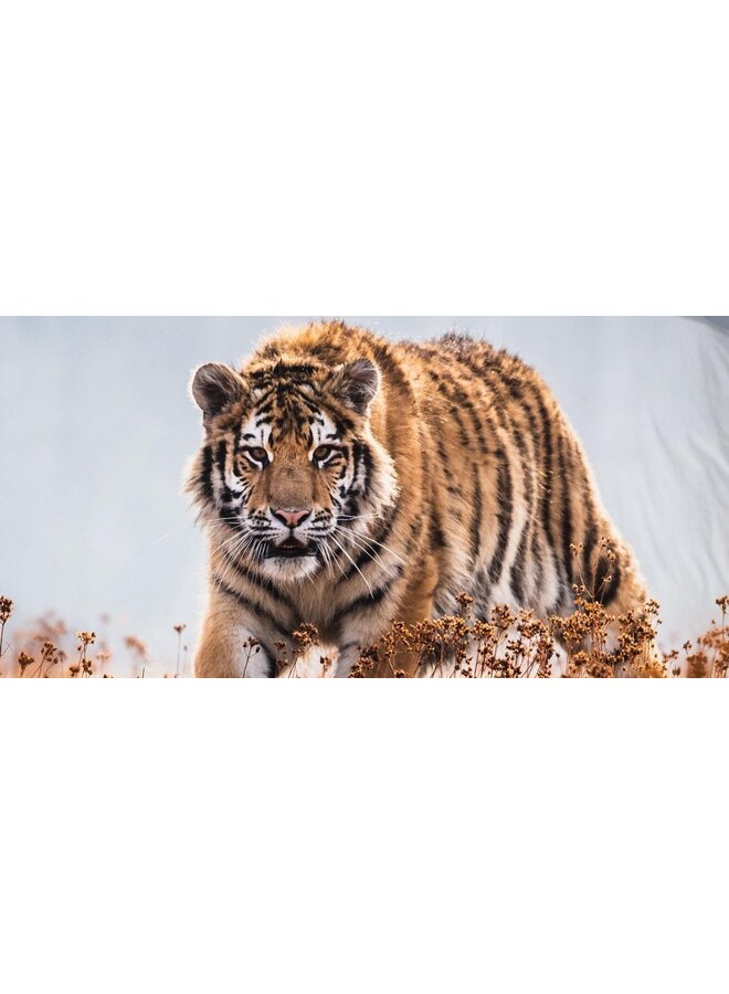 Good Morning Dekbedovertrek Tiger Multi - Katoen