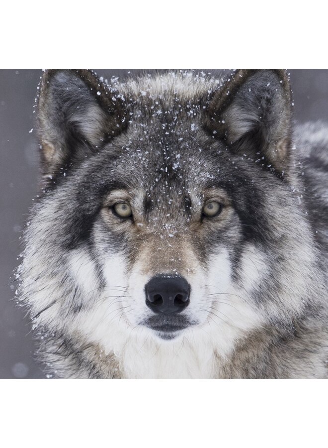 Good Morning Dekbedovertrek Wolfie Grijs - Flanel