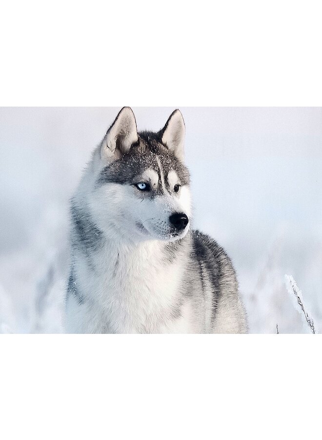 Good Morning Dekbedovertrek Sachar Blauw - Katoen