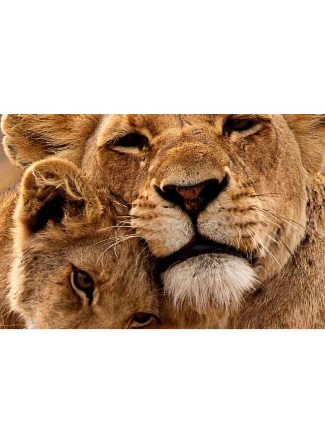 Pure Dekbedovertrek Lovely Multi - Microvezel