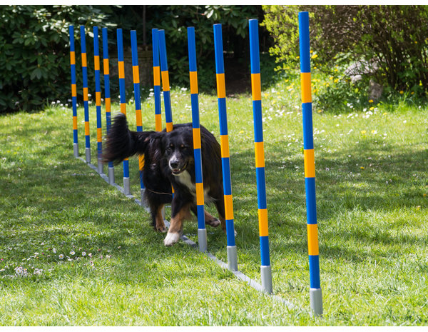 ProCyoN Agility  professionele FCI, slalom set