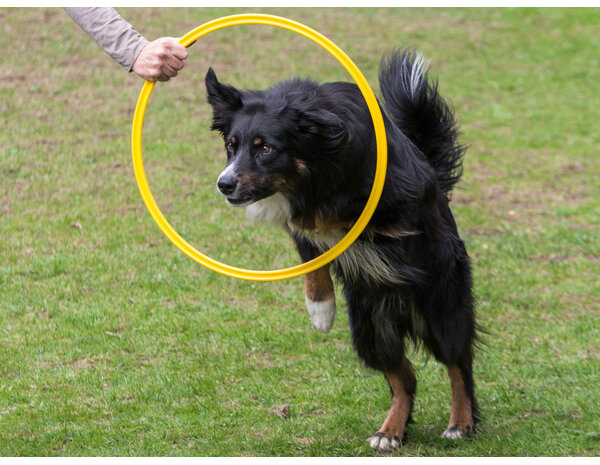 De-Tail Agility Ring Geel  40 cm.