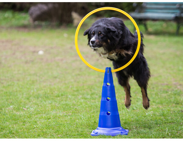 De-Tail Agility Ring Geel  40 cm.