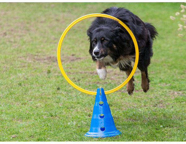 De-Tail Agility Ring Geel  40 cm.