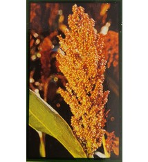 Масло пальмарозы 30 мл