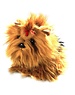 BIColini Zittende Yorkshire Terrier 22cm