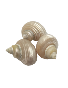 Papoose Toys Telempu Shell/5pc