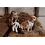 ByASTRUP Pluchen hond met Puppies