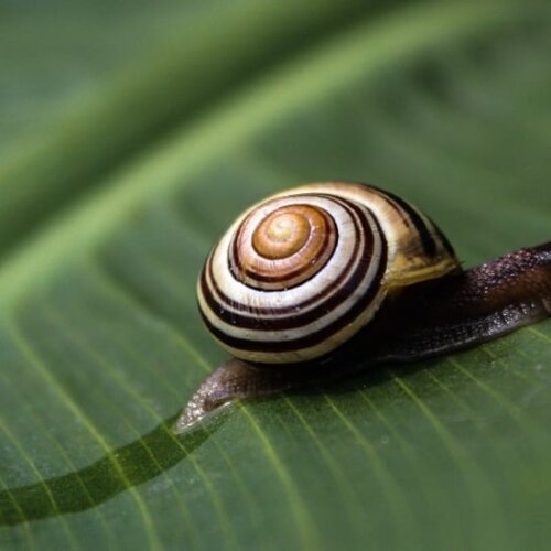 Snail Mucin
