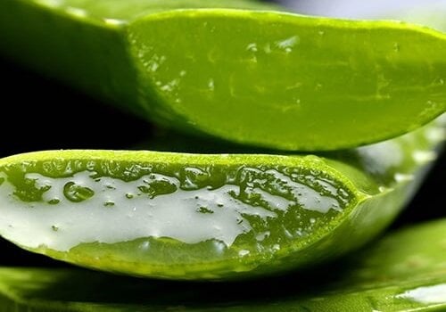 Aloe Vera Aloe Vera