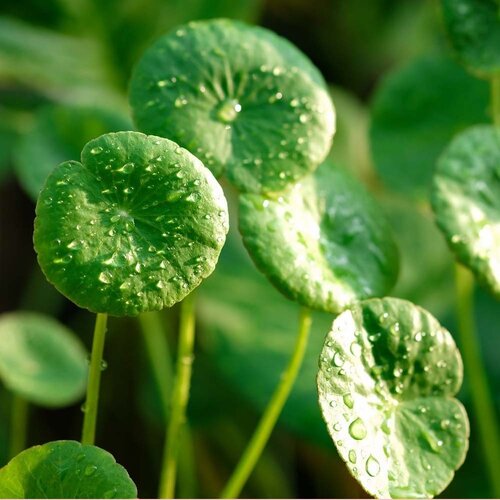 Centella serum