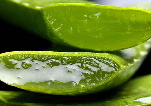 Aloe Vera Aloe Vera
