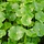 Centella creme