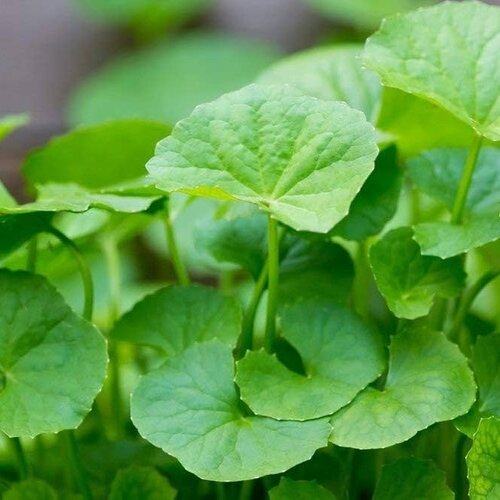Centella Asiatica (Cica) in Skincare | Calming & Restorative Herb