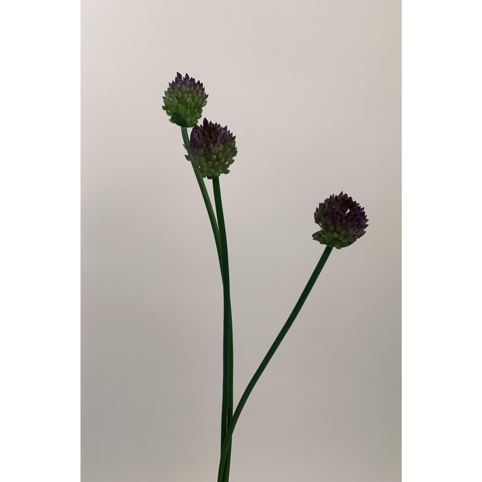 ALLIUM SCHOENOPRASUM | PAARS | 66 CM