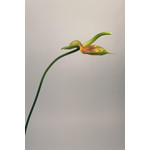 ANTHURIUM  | GROEN/GEEL |  68 CM