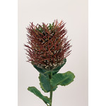 BANKSIA | RED | 57 CM