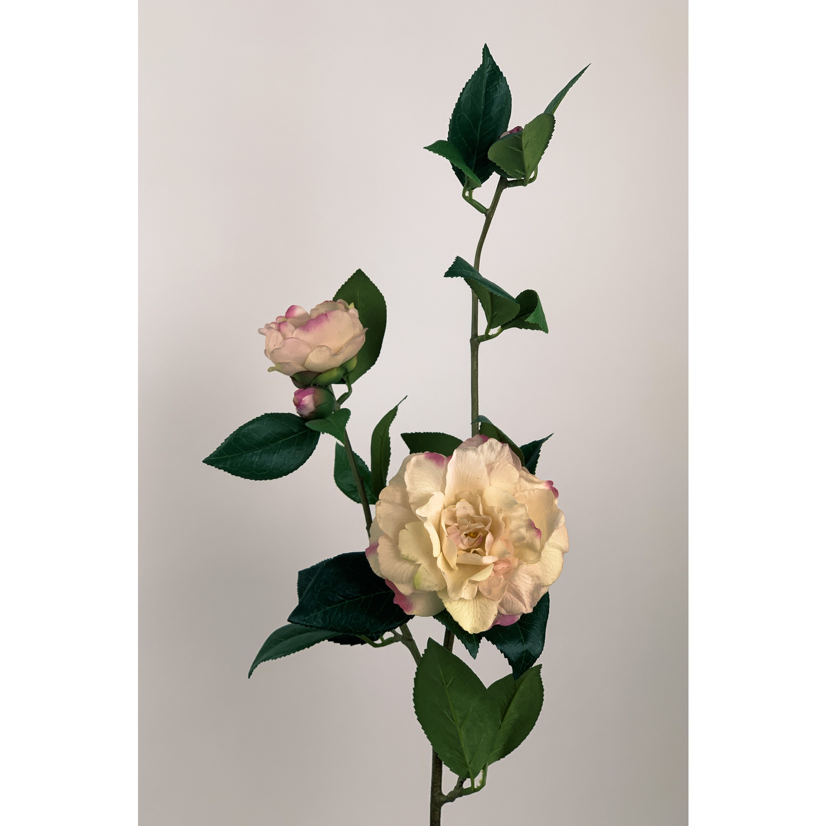 CAMELLIA NUCCIO'S CAMEO| ROZE | 85 CM