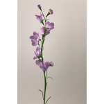 CAMPANULA | PAARS | 66 CM