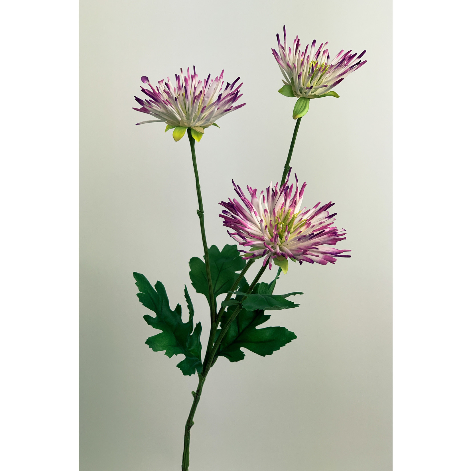 SPIDER CHRYSANTHEMUM | WHITE/PINK | 73  CM