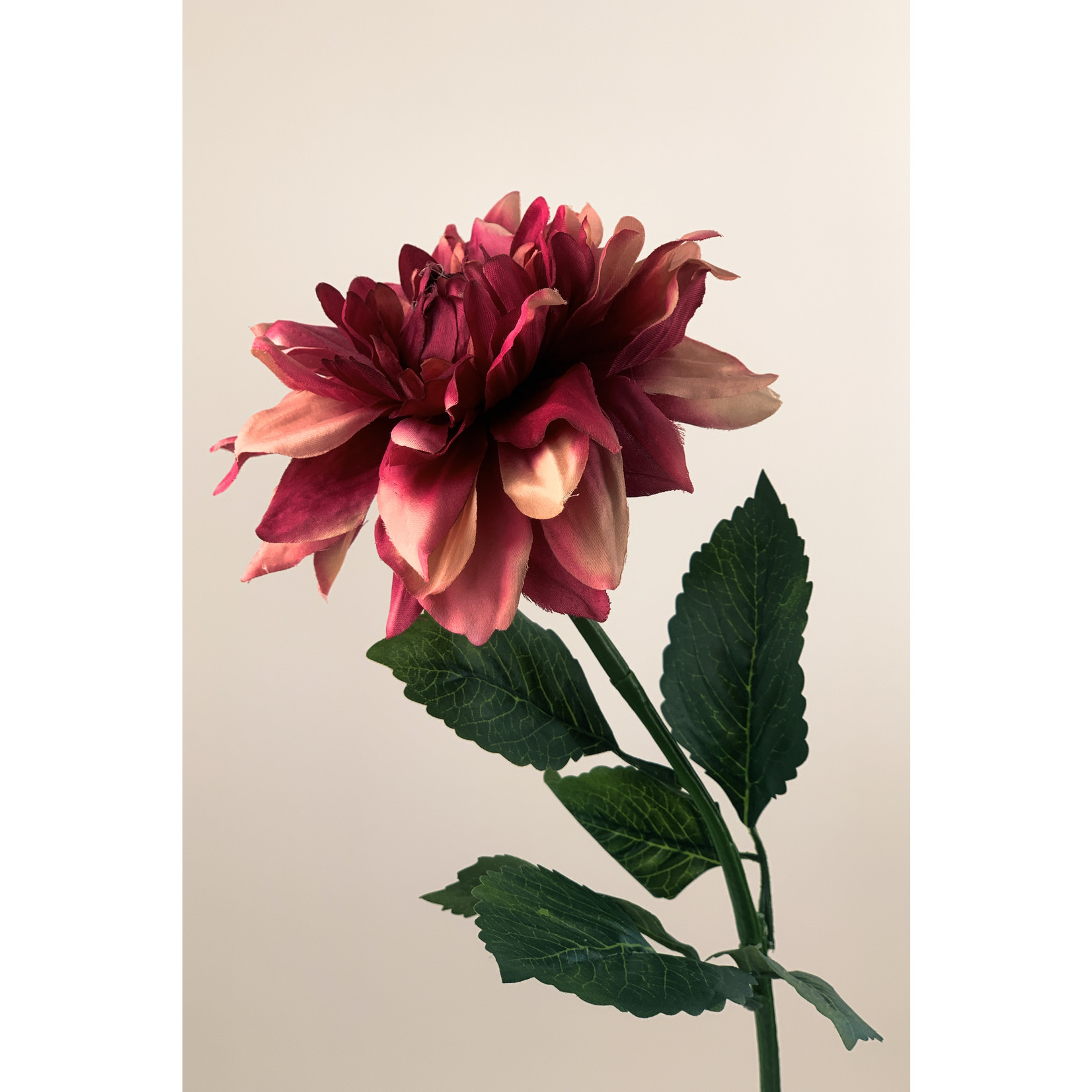 CHRYSANTHEMUM ARCADIA | PINK | 60 CM