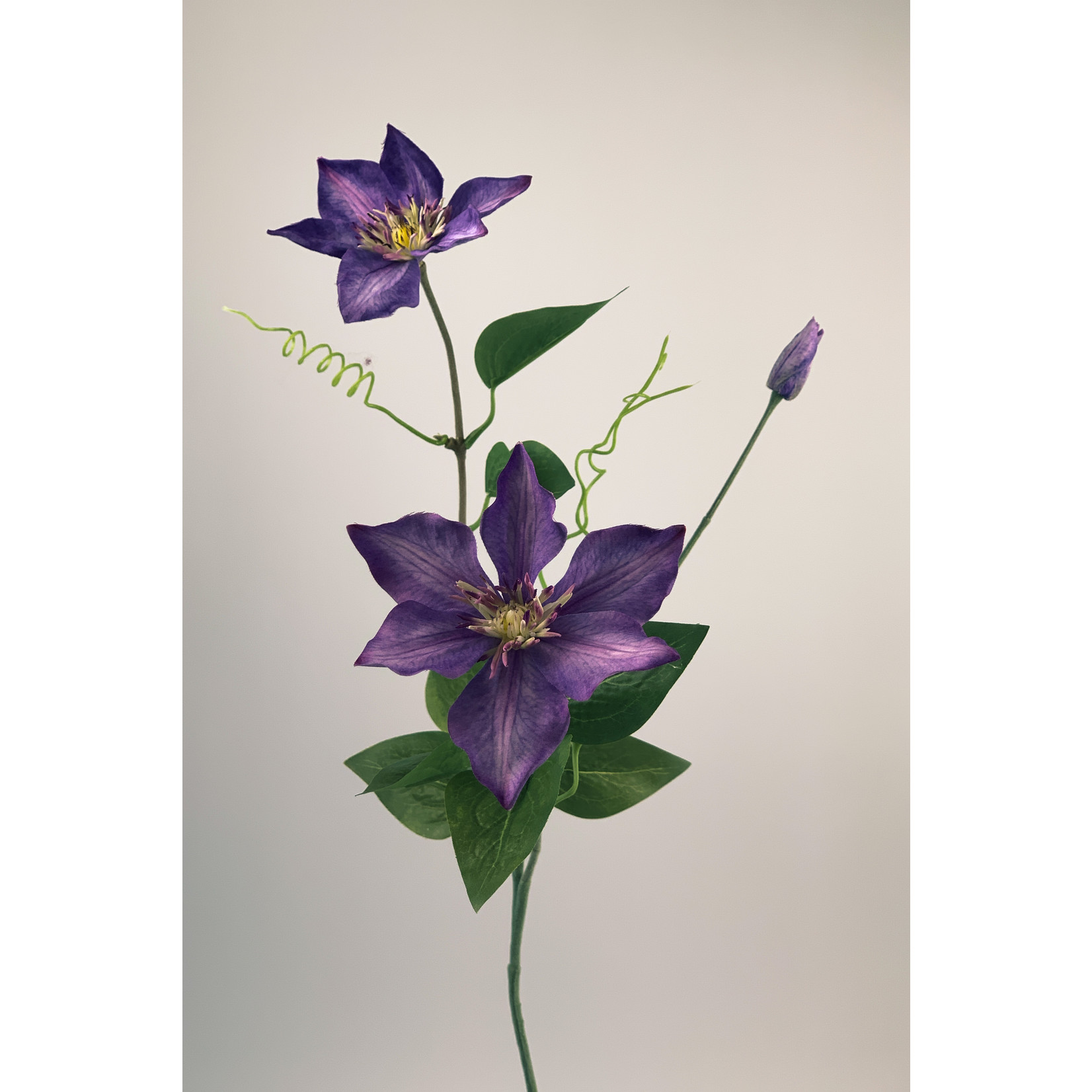 CLEMATIS JUSTA | PURPLE | 76 CM