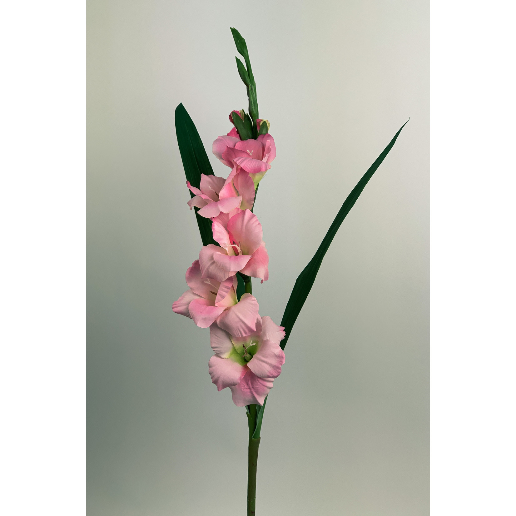 GLADIOLUS FAIRYTALE| PINK | 83 CM