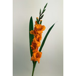 GLADIOLUS | ORANGE | 83 CM