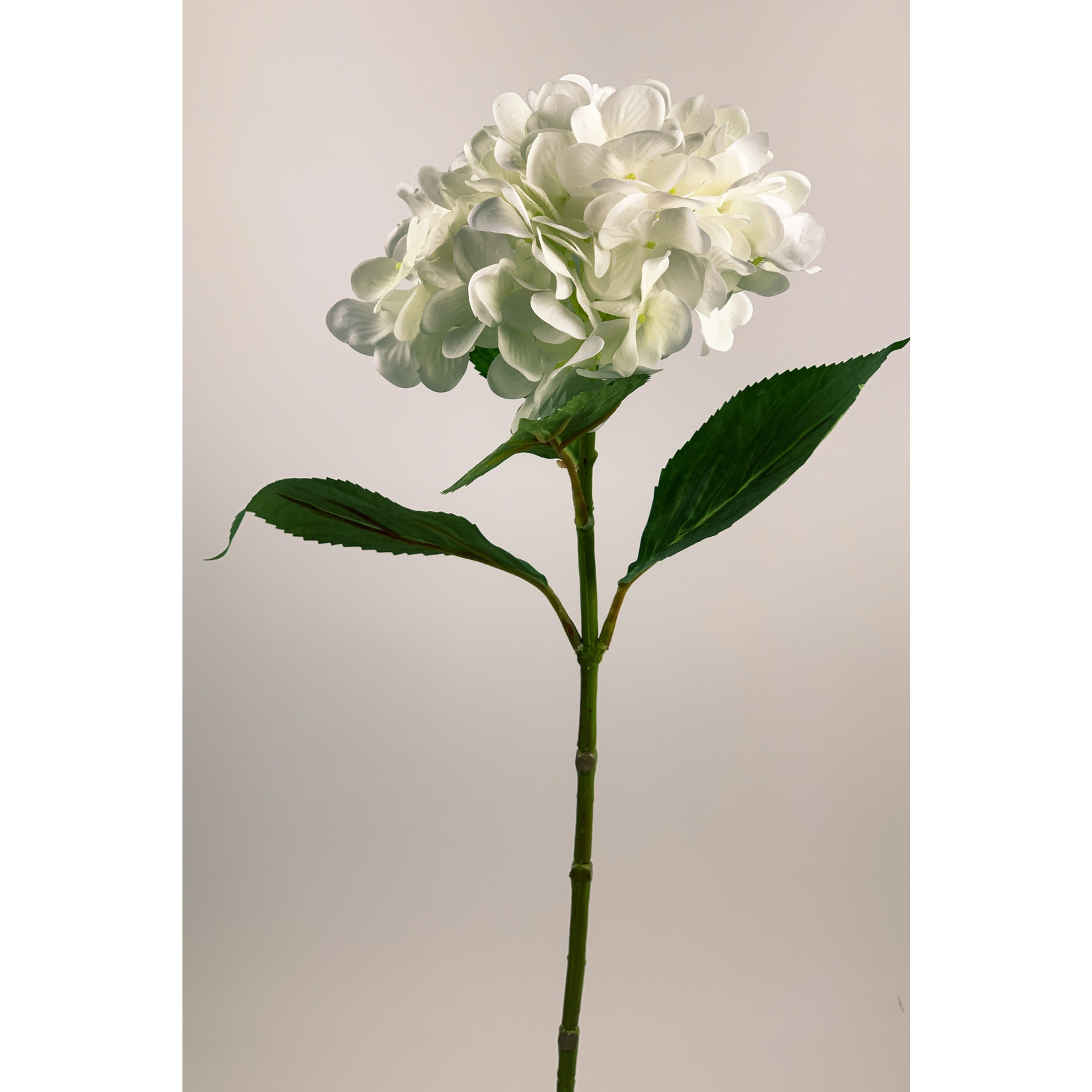 HORTENSIA | WIT | 67 CM