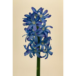 HYACINTH | BLUE | 27 CM