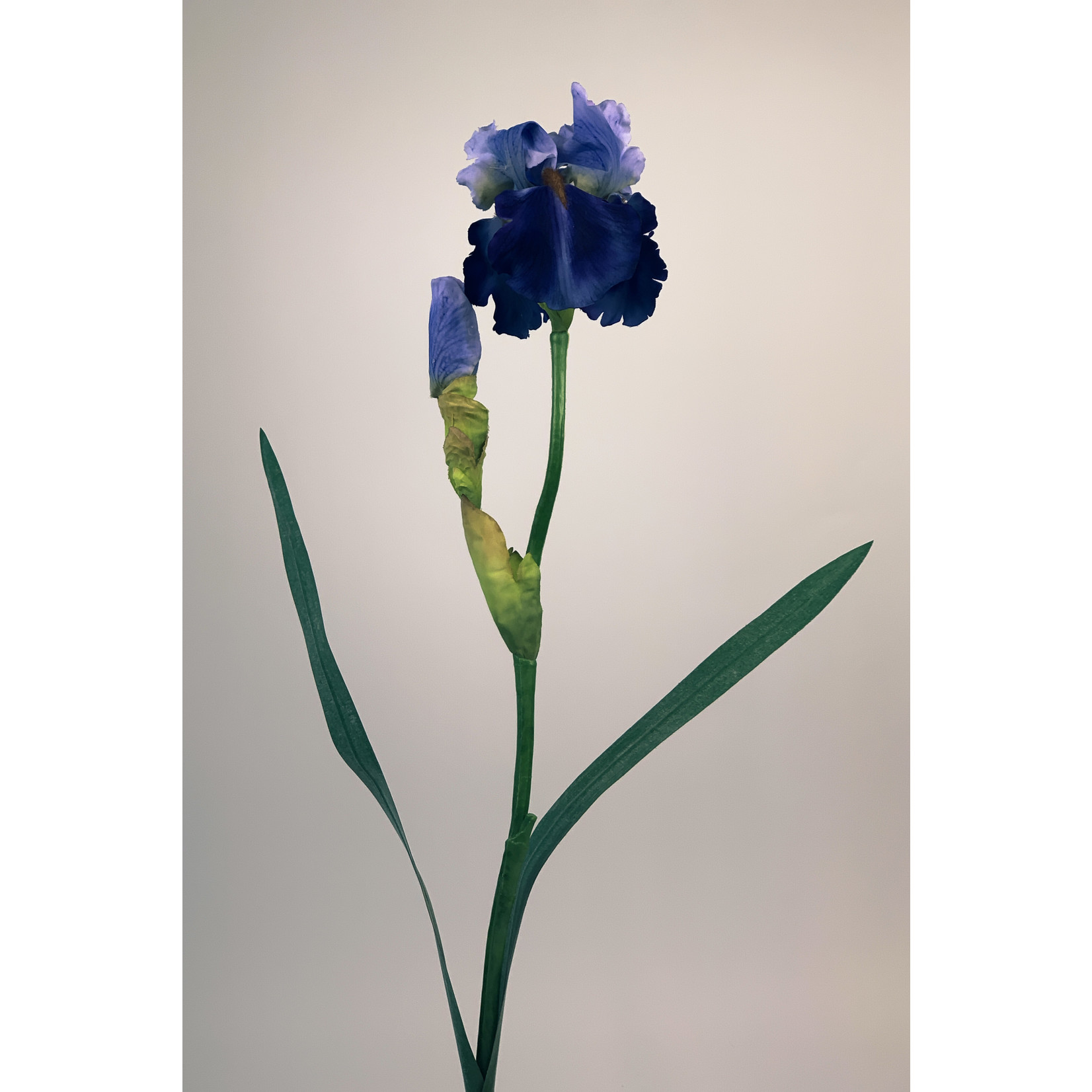 BEARDED IRIS | BLUE/PURPLE  |71 CM