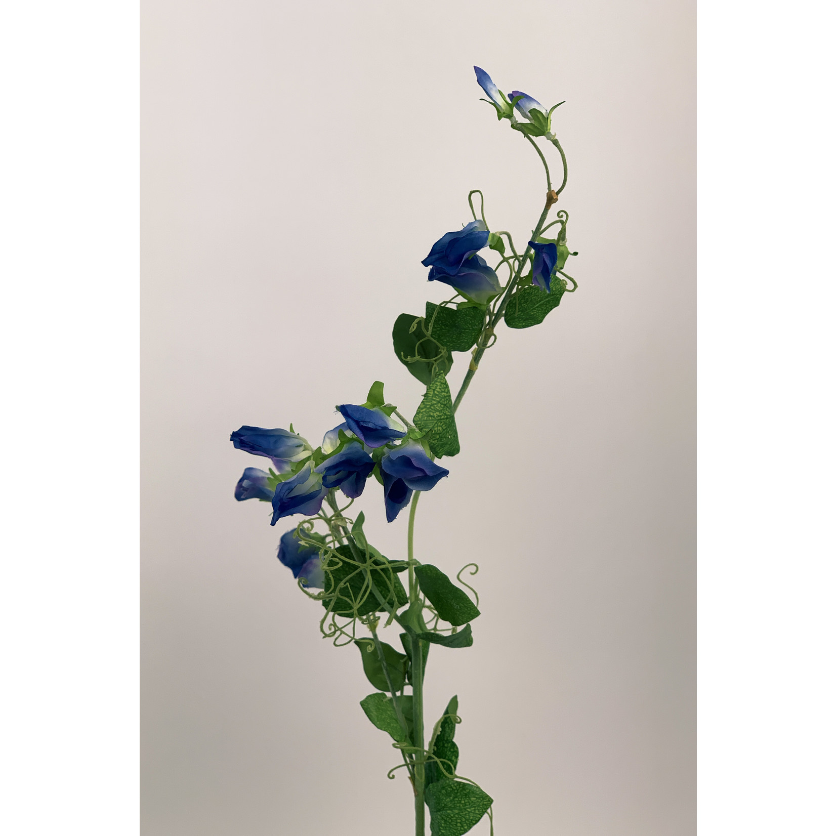 LATHYRUS ROYAL FAMILY | BLUE | 45 CM