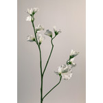 LATHYRUS | WHITE | 64 CM